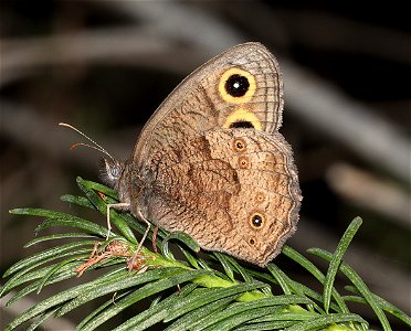 WOOD NYMPH, GREAT BASIN (Cercyoni sthenele) (07-31-2022) titlow road, humboldt co, ca -01