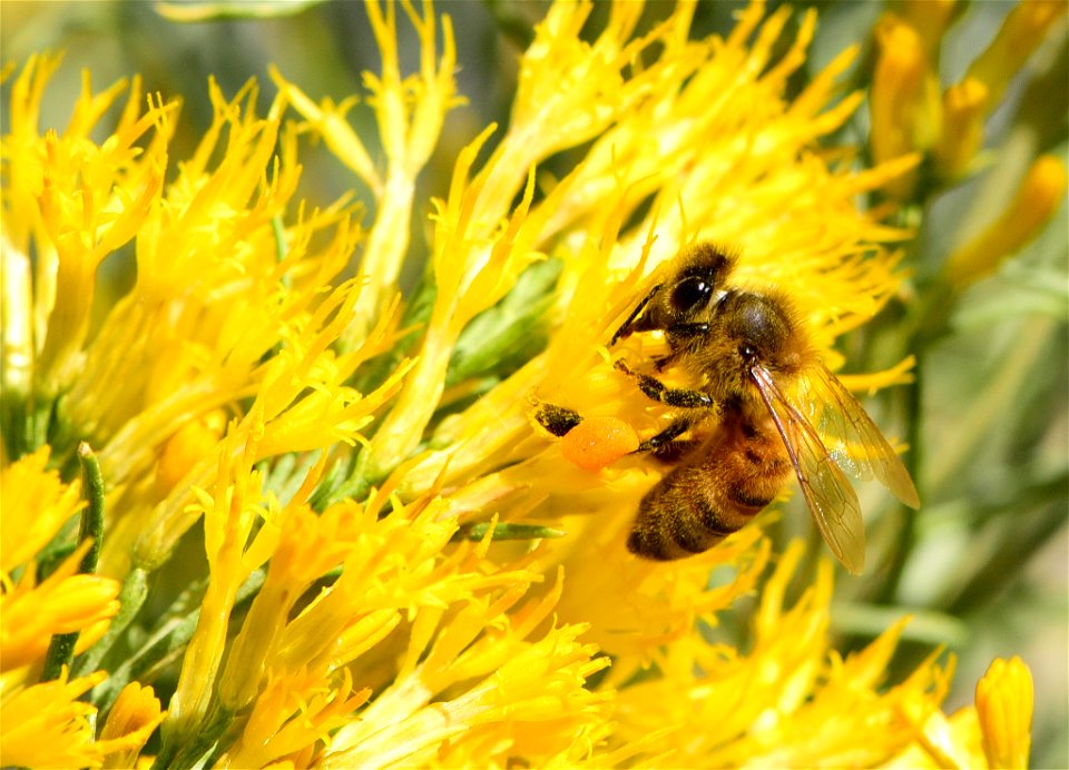 Western honeybee on rubbber rabbitbrush