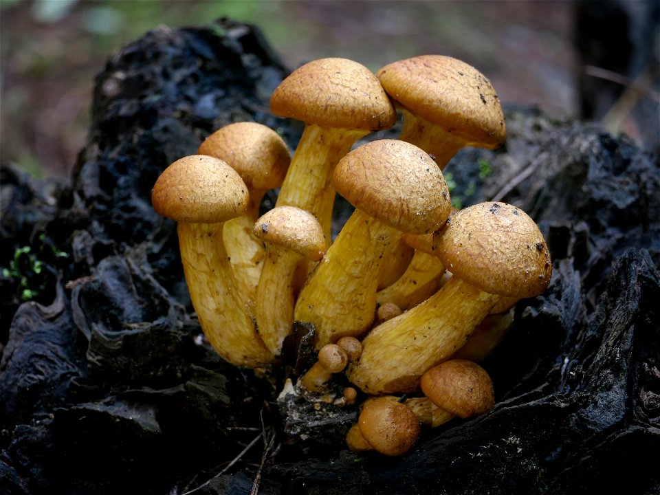 Gymnopilus junonius.