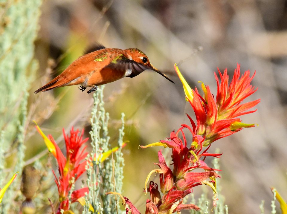 Rufous hummingbird at Seedskadee National Wildlife Refuge