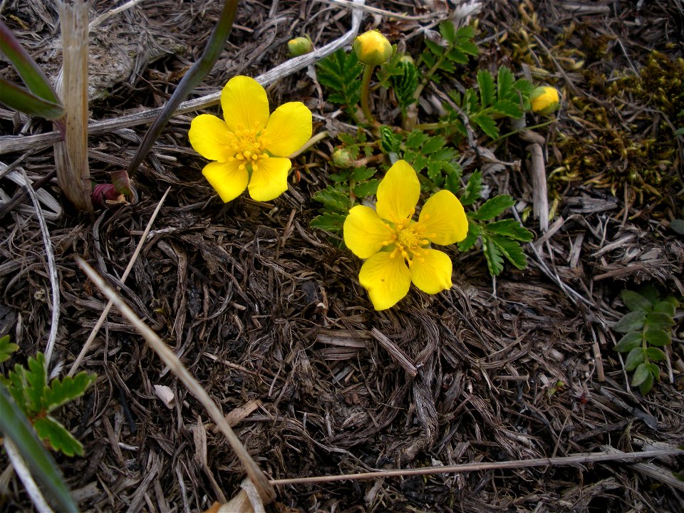 Pacific silverweed