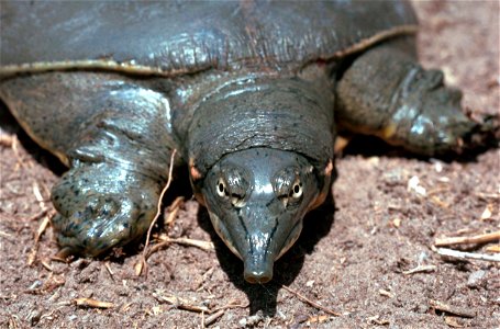 Spiny softshell turtle (Apalone spinifera) by Sam Stukel, USFWS photo