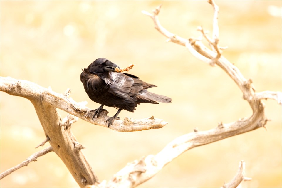 Raven with a scavenged bone along the Yellowstone River