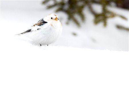 Snow bunting in the snow photo