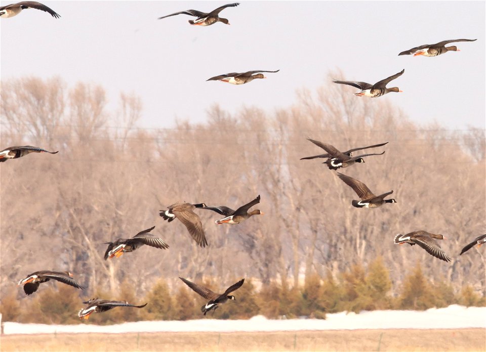 Spring Geese Migration Huron Wetland Management District