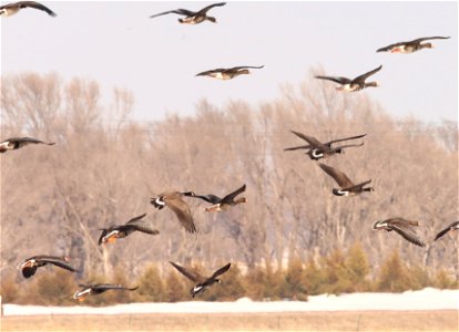 Spring Geese Migration Huron Wetland Management District