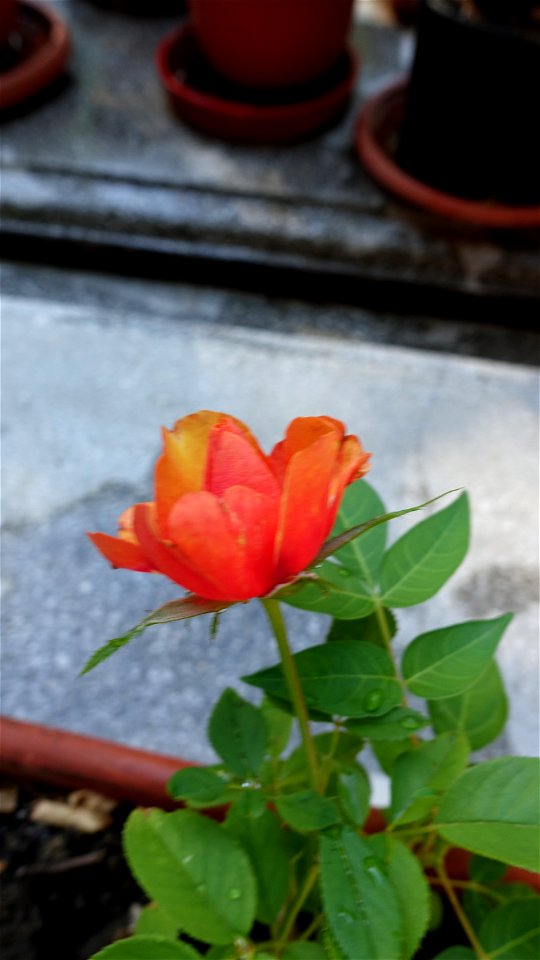 cimitir_SfVineri2021_0808_090108