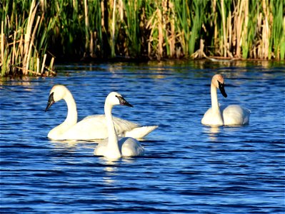 Trumpeter swan at Seedskadee National Wildlife Refuge