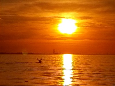 White-tailed Deer Swimming photo