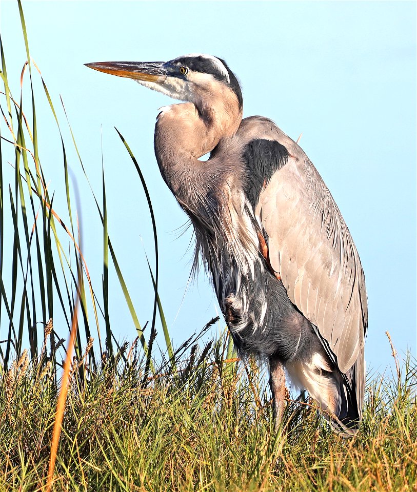 181 - GREAT BLUE HERON (12-23-2021) morro bay, slo county, ca -01