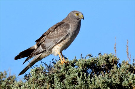 Northern harrier on Seedskadee Natioanal Wildlife Refuge