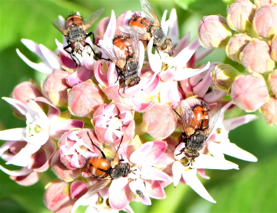 Bristle or Tachinid fly (Peleteria iterans)  at Seedskadee NWR Wyoming