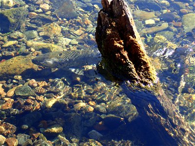 Spring Chinook at Trinity River. Credit: John Heil/USFWS photo