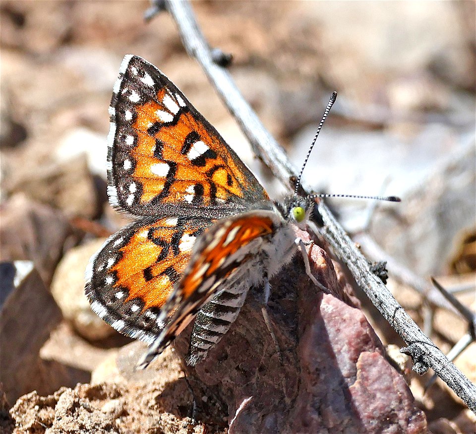 METALMARK, DURY'S (Apodemia duryi) (03-14-2023) northeast base of tortugas (aka A) mt, east of las cruces, dona ana co, nm -07