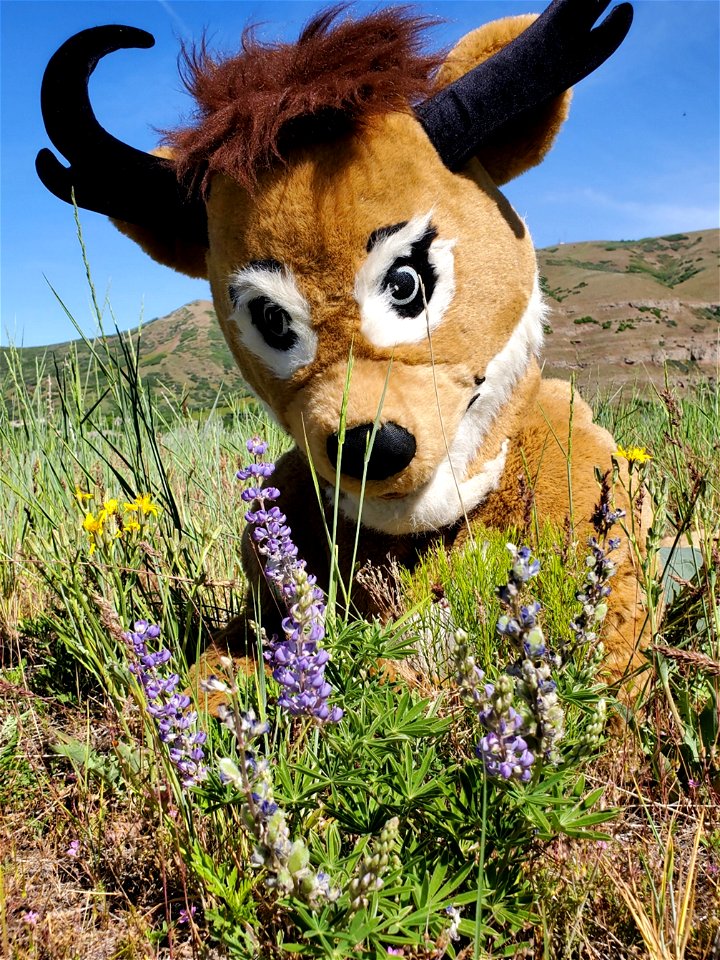 2022 Pollinator Week