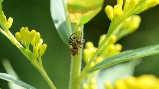 Dendryphantes rudis Männchen in Kanadischer Goldrute (Solidago canadensis L.)