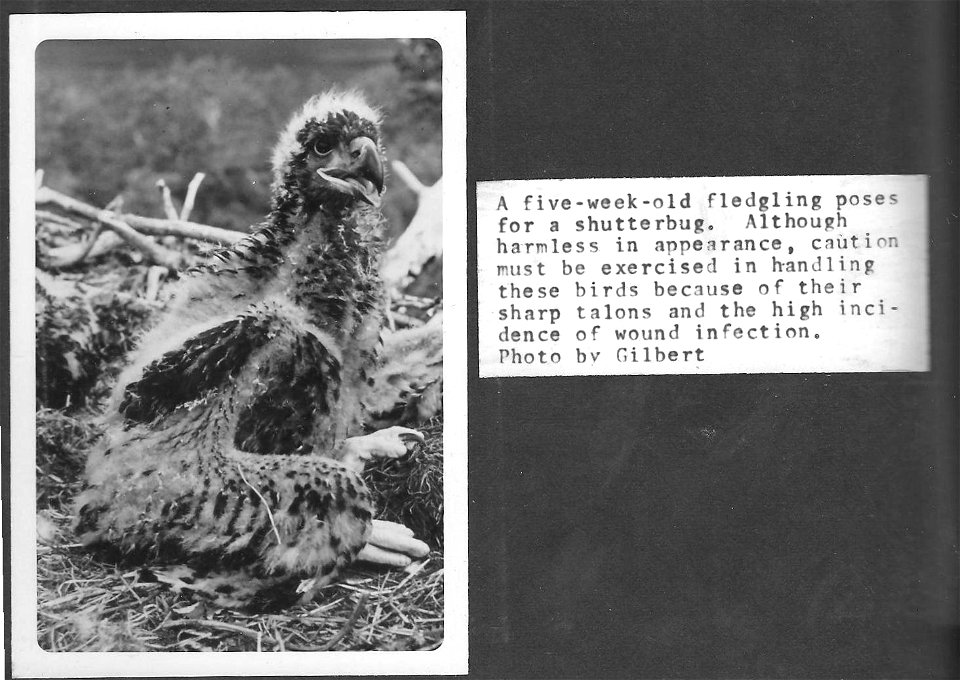 (1967) Feisty Eaglet