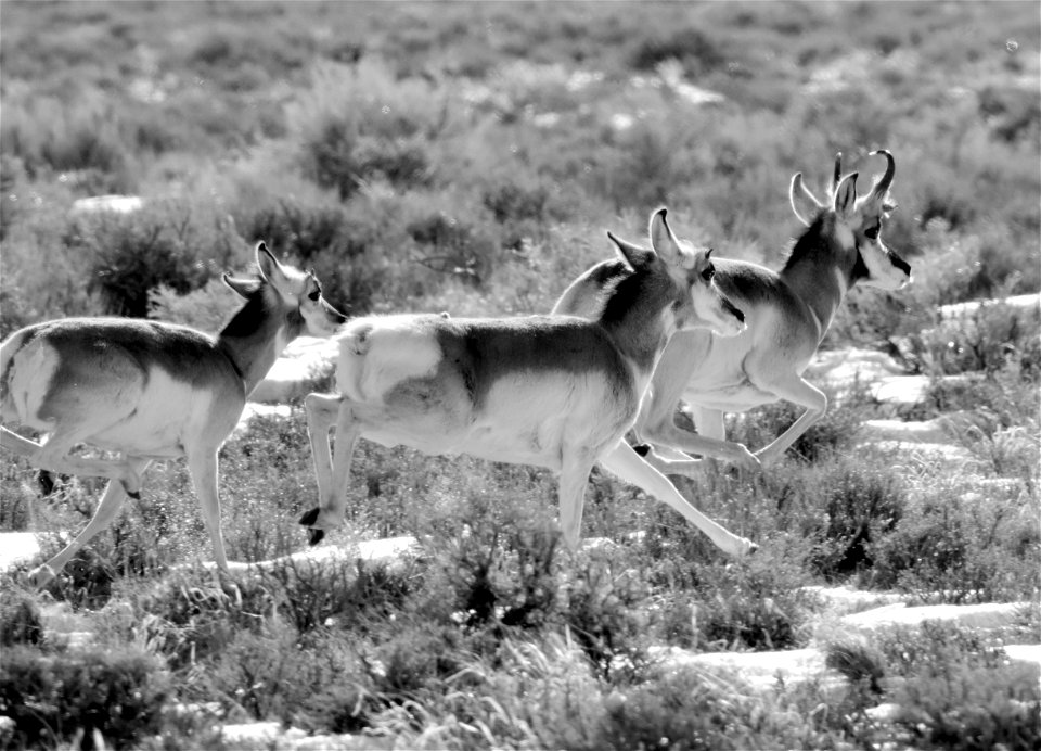 Pronghorn at Seedskadee National Wildlife Refuge