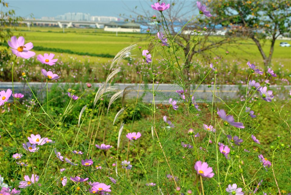 Cosmos Flowers