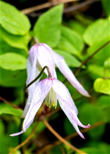NPS-GRTE-20180528-010.jpg