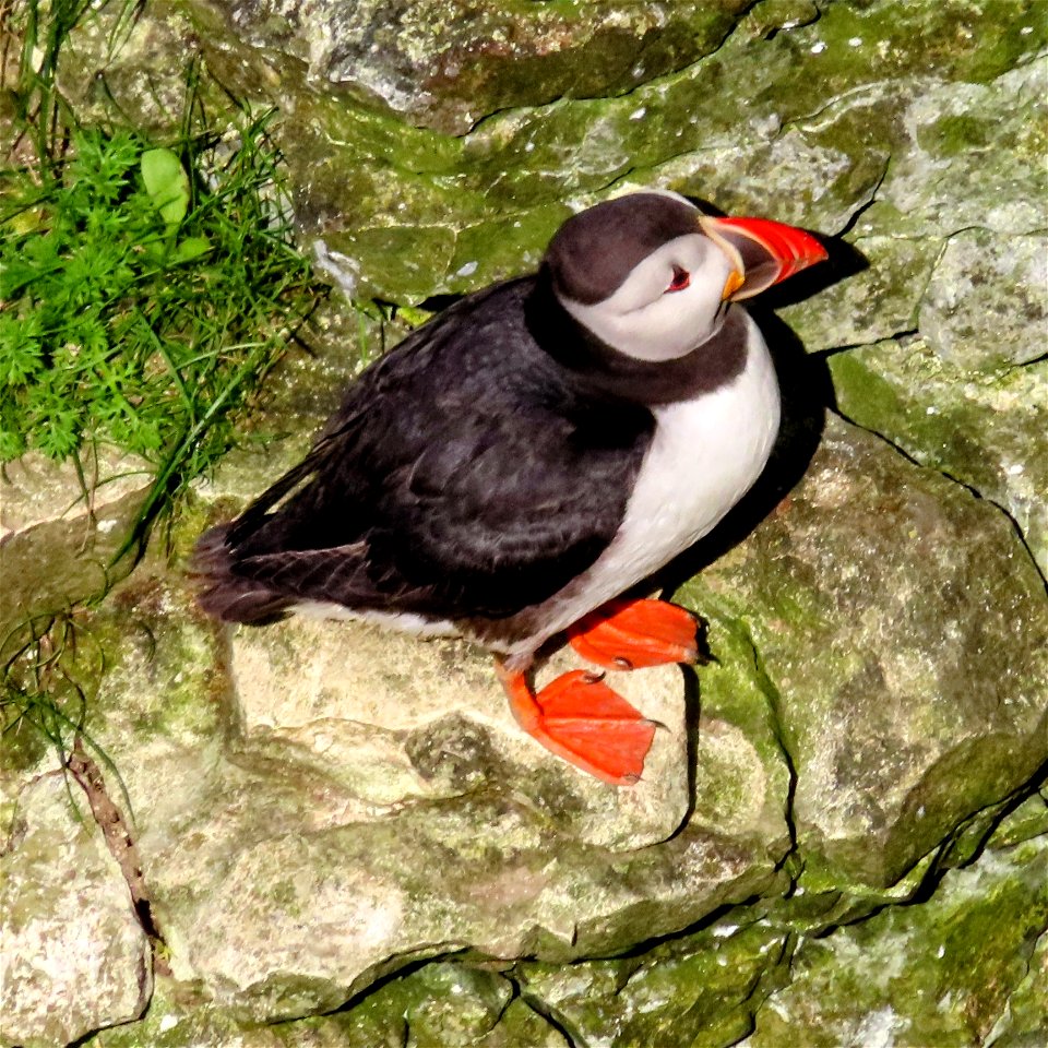 Puffin Billy No-Mates