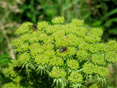 Bumblebee_15July2010 photo