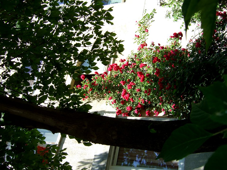 trandaf2009_0531_110607