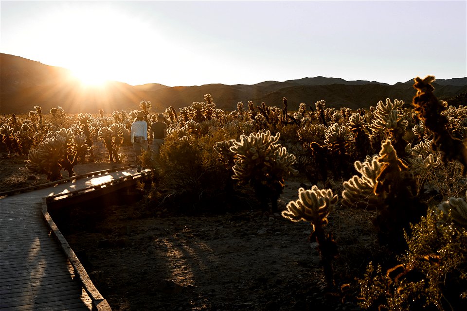 Visitors walking in Cholla Cactus Garden
