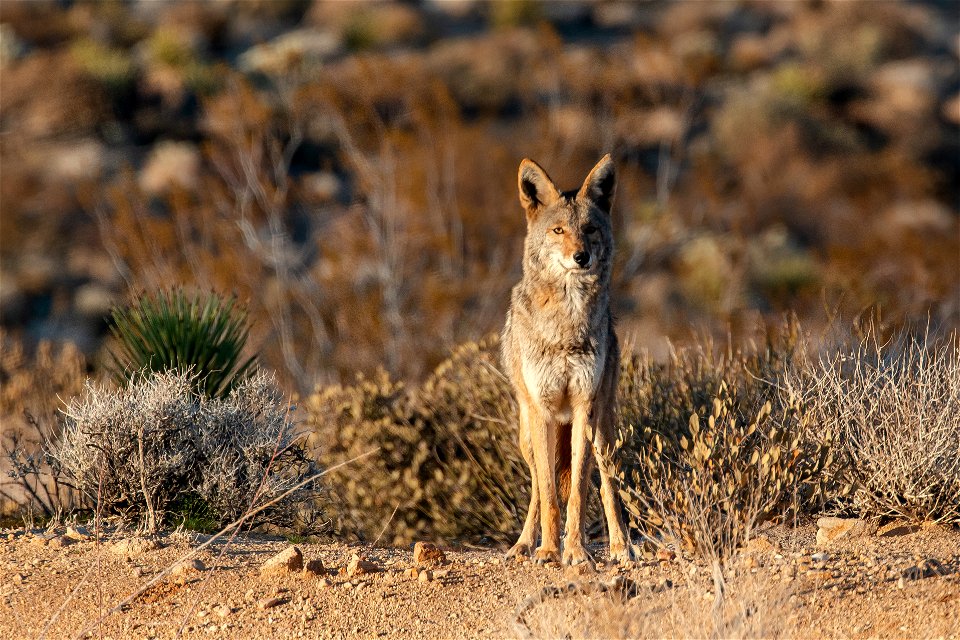 West Entrance Coyote photo