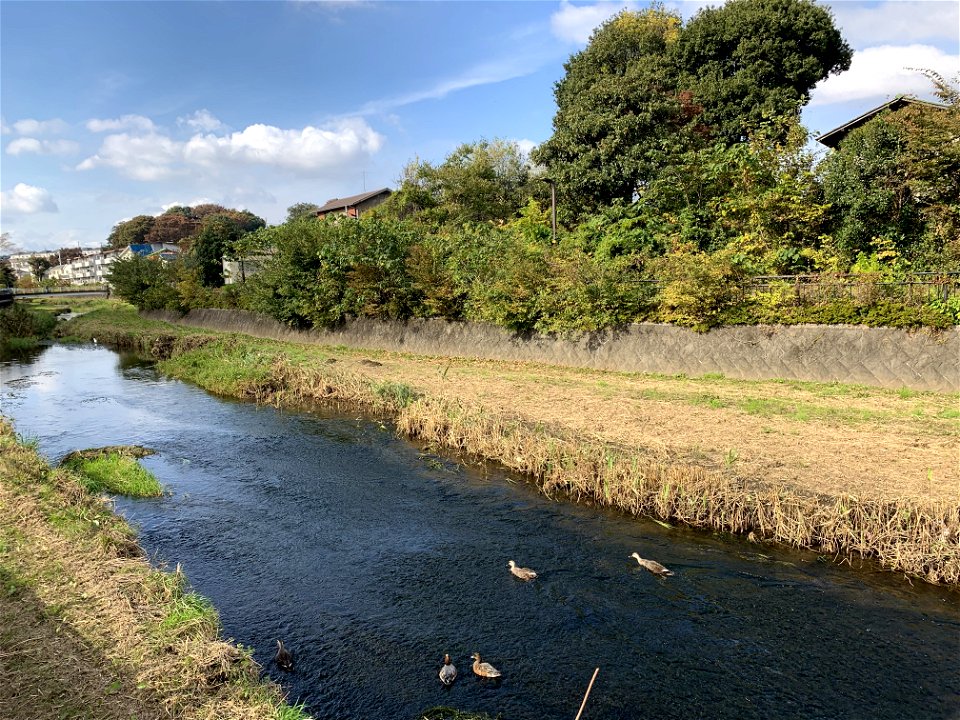Kurome River in Koyama, Higashikurume-shi in November
