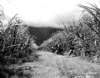 SC 151448- Often the soldiers of the 161st Inf. find the going anything but “Sweet” when they conduct a battle practice through one of the numerous sugar cane fields, which dot the island. photo