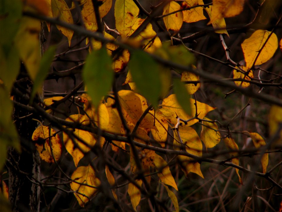 toamna2009_1120_163600