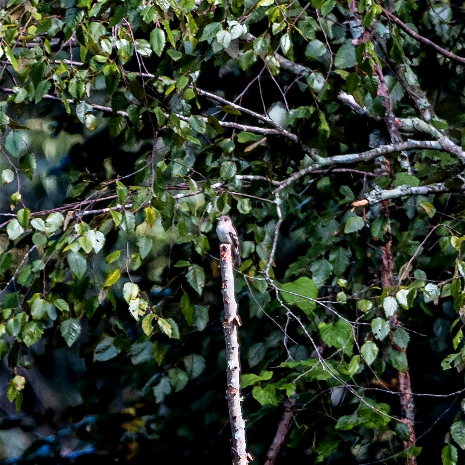 Day 271 - Alder Flycatcher