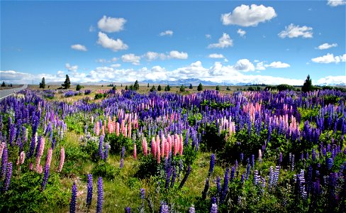 Russel lupins. photo