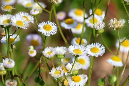 Oakleaf fleabane photo