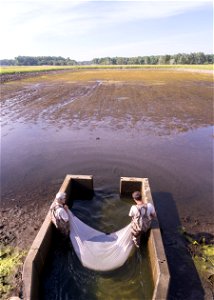 Hatchery Pond Harvest