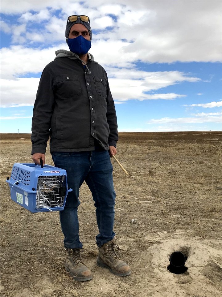 Ferret release