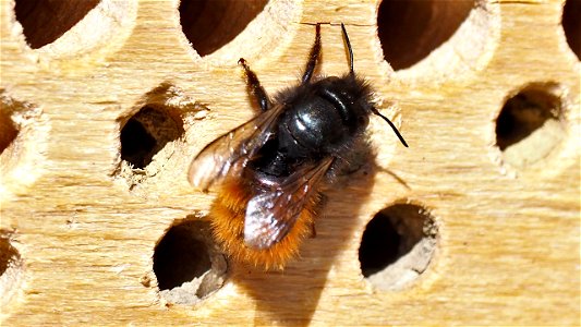 Osmia cornuta (Gehörnte Mauerbiene) - Weibchen
