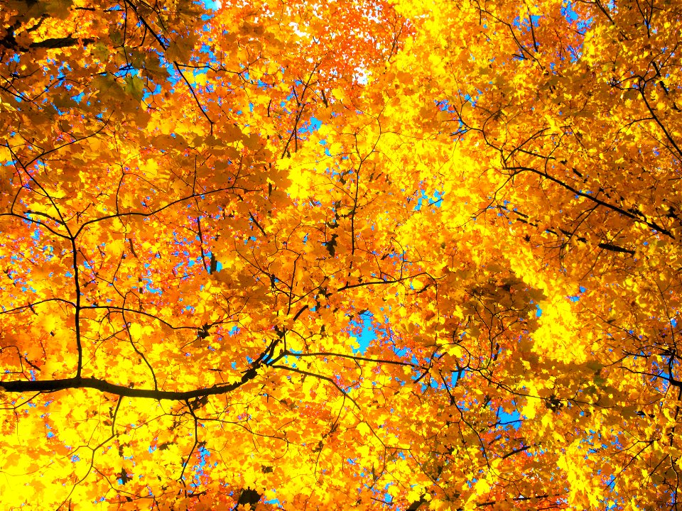 golden leaves photo