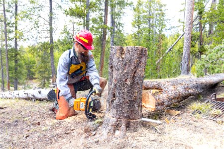 Hazard Tree Removal: stumping the tree