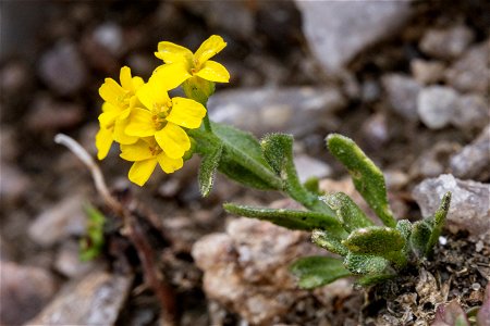 Draba aurea