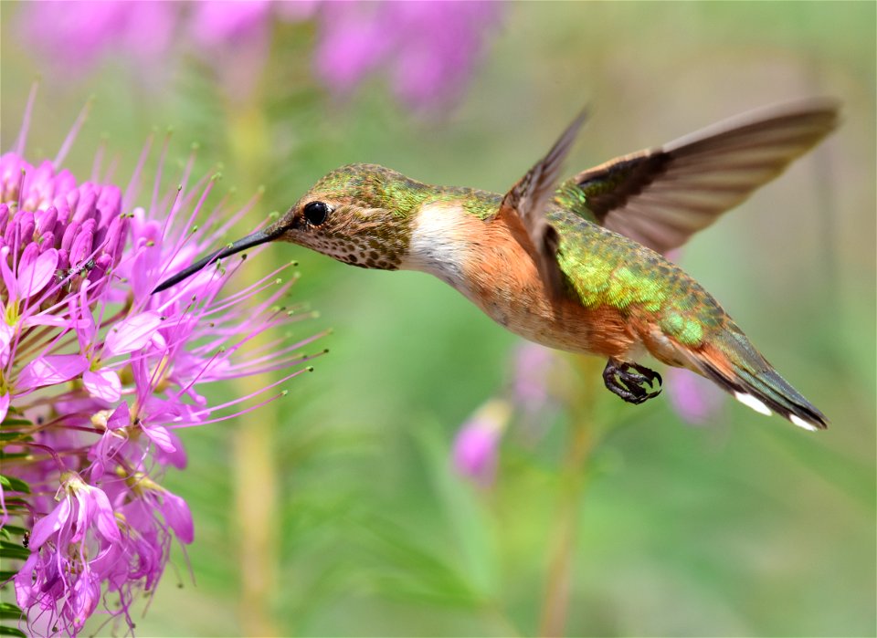 Rufous hummingbird at Seedskadee National Wildlife Refuge