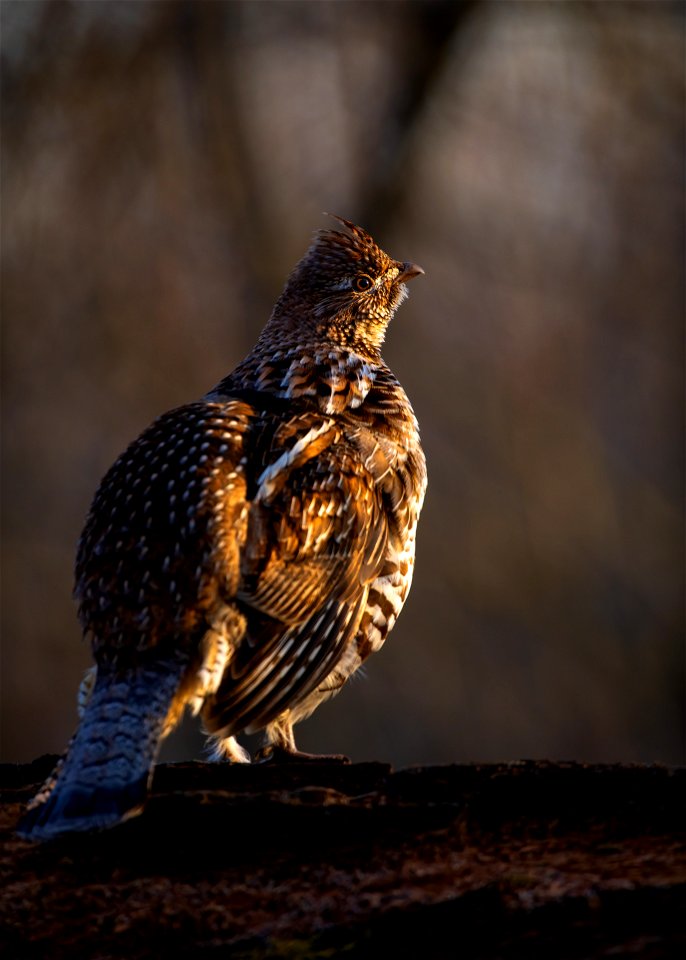 Ruffed grouse photo