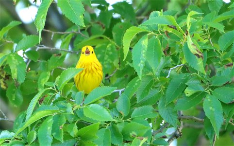 Yellow Warbler Tewaukon National Wildlife Refuge photo