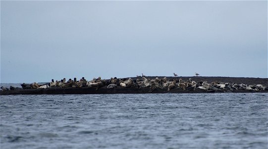 Harbor Seals in Izembek photo