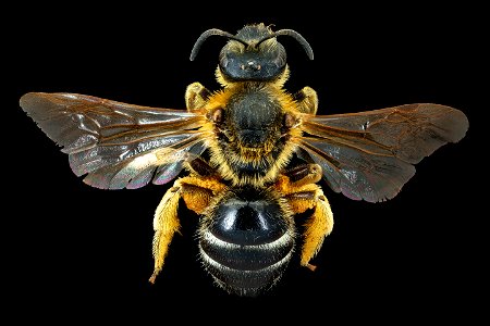Lasioglossum xanthopus, f, back, T.M.J
