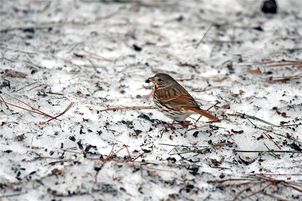 Fox sparrow in the snow photo