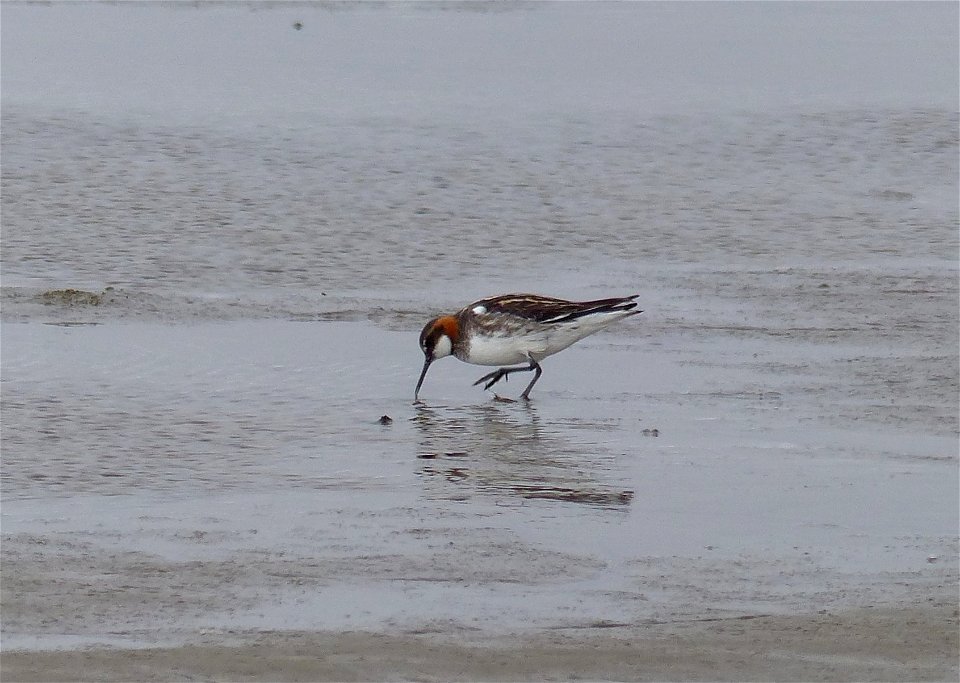 Red-necked Phalarope foraging photo