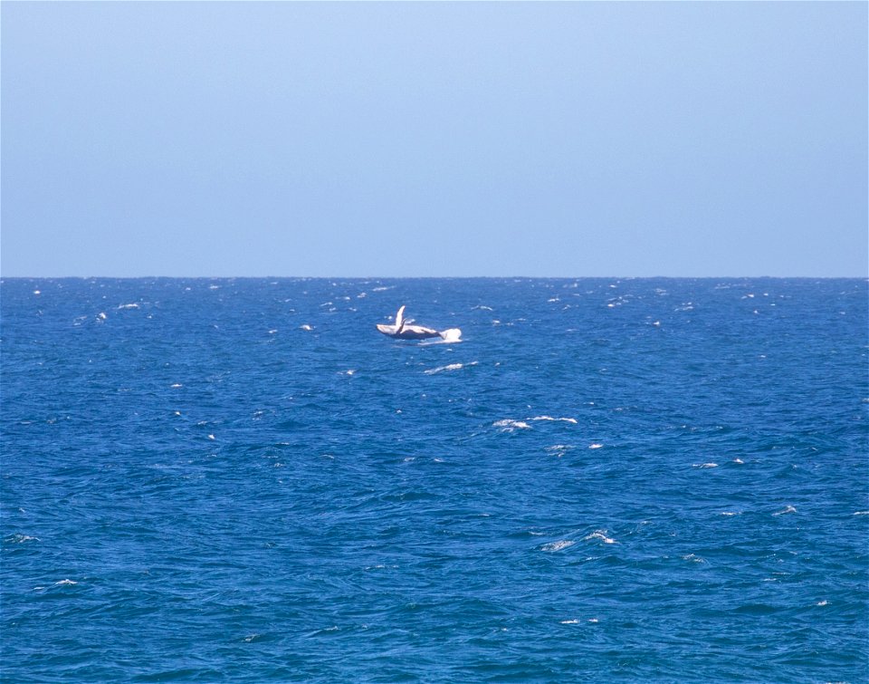 Humpback whale