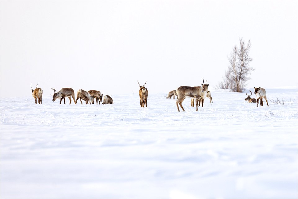 Caribou along a winter trail on Selawik National Wildlife Refuge